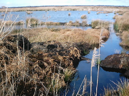 Thorne Moors: Thorne Moors